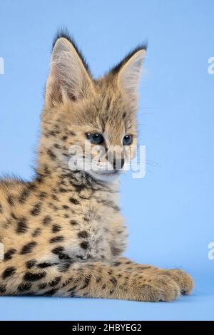 Serval (Leptailurus serval), ritratto animale, giovane animale, 9 settimane, prigioniero, studio girato, Austria Foto Stock