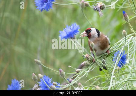 Carduelis carduelis (carduelis carduelis), foraging su cornflowers con semi nel suo becco, Velbert, Renania settentrionale-Vestfalia, Germania Foto Stock