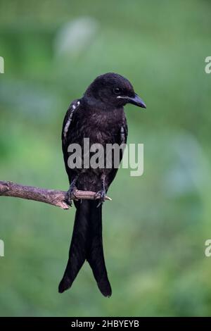 Un bel uccello nero drongo si siede su un ramo di albero e in cerca del suo cibo Foto Stock