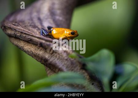 Rana avvelenata d'oro (Phyllobates terribilis), Germania Foto Stock