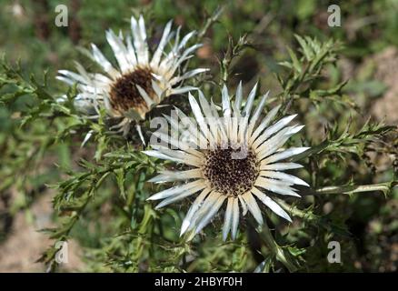 Tistola d'argento (Carlina acaulis), Ovronnaz, Vallese, Svizzera Foto Stock