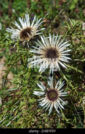 Tistola d'argento (Carlina acaulis), Ovronnaz, Vallese, Svizzera Foto Stock