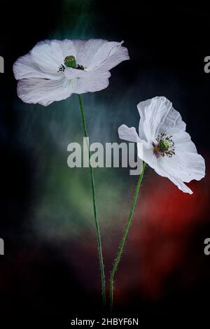 Papaveri, due fiori bianchi su sfondo scuro Foto Stock