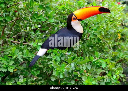 Toco toucan (Ramphastos toco) seduto nel folto fogliame di un albero. Trinidad, Dipartimento di Beni, Bolivia Foto Stock