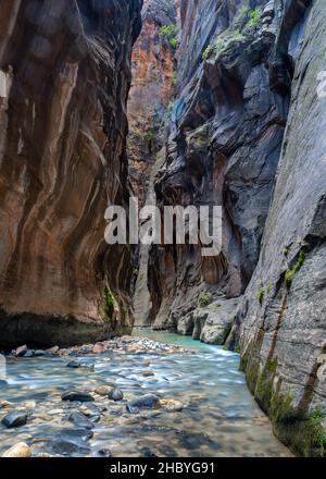 La famosa sezione Wall Street dei Narrows, nel North Fork Virgin River, lo Zion National Park, Utah. Foto Stock