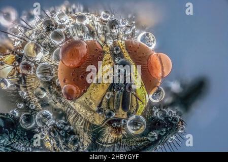 Casa mosca (Musca domestica) con rugiada del mattino, foto macro, ingrandimento 3:1, Assia, Germania Foto Stock