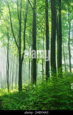 Foresta di faggi naturali, sole che splende dalla nebbia mattutina, catena montuosa Hohe Schrecke, Turingia, Germania Foto Stock