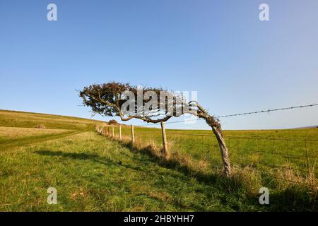 Alberi che si appoggiano sopra, distorti dal vento prevalente dal mare sul South-West Coast Path sulla costa Heritage Coast vicino Abbotsbury, Dorset Foto Stock