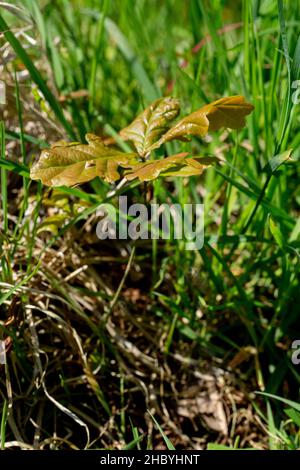 Quercia inglese (Quercus robur). Giovani segheria che emergono attraverso la flora di terra di prateria, Acorn sepolto da Gray Squirrel o Jay, l'anno precedente, Foto Stock
