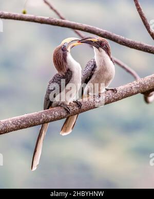 Un paio di hornbils grigi dello Sri Lanka (Ocyceros gingalensis) passano una bacca dai colori vivaci tra loro come parte di un rituale di corteggiamento, Kandy, Sri Lanka Foto Stock