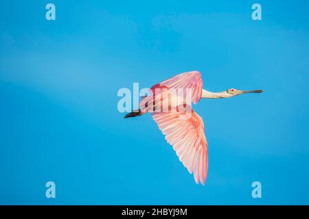 Roseate Spoonbill (Platalea ajaja) in volo, Isola Sanibel, J.N. Ding Darling National Wildlife Refuge, Florida, USA Foto Stock