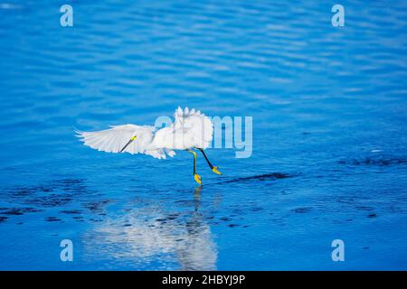 Snowy Egret (Egretta thula) volo di partenza, Sanibel Island, J.N. Ding Darling National Wildlife Refuge Florida, USA Foto Stock