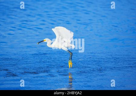 Snowy Egret (Egretta thula) volo di partenza, Sanibel Island, J.N. Ding Darling National Wildlife Refuge Florida, USA Foto Stock