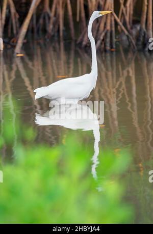 Grande garzetta bianca (Ardea alba) alla ricerca di cibo, Sanibel Island, J.N. Ding Darling National Wildlife Refuge, Florida, USA Foto Stock