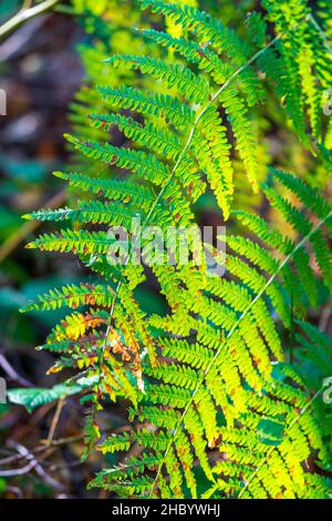 Primo piano di tre lame Fern alla luce del sole durante l'autunno. Marco ha girato mostrando la pinna e i pinnules, (foglie), di tre lame. Foto Stock