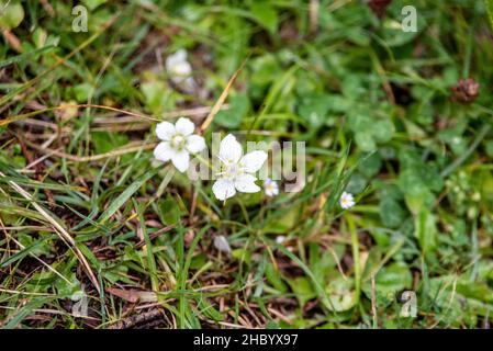 Erba palude di Parnaso in fiore nelle Alpi austriache Foto Stock