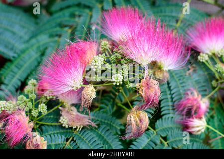 Fiori di mimosa pudica rosa vividi e foglie verdi in un giardino in una giornata estiva soleggiata, bello sfondo floreale all'aperto fotografato con soft focus Foto Stock