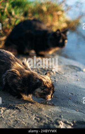 Due casheless randay tricolore e gatto nero su sfondo naturale. Ritratto all'aperto di gatti senzatetto triste bere acqua dal fiume Foto Stock