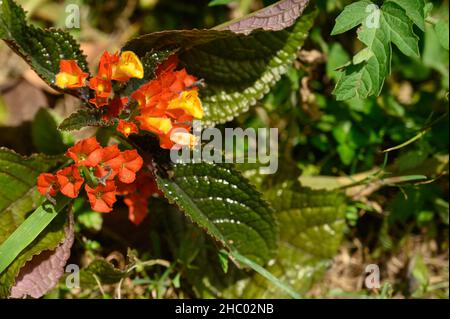 Foto di begonia scattata nella Repubblica Dominicana. La foto mostra un bel fiore con petali rossi e gialli. La vista della foto è diretta t Foto Stock