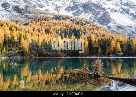 Riflessi autunnali sul lago Saoseo con un albero caduto in primo piano, Engadina St. Moritz, Svizzera Foto Stock