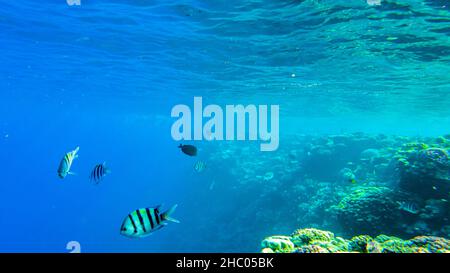 Pesci maggiori (Abudefduf vaigiensis) nuota di corallo nel mare rosso lento mo Foto Stock