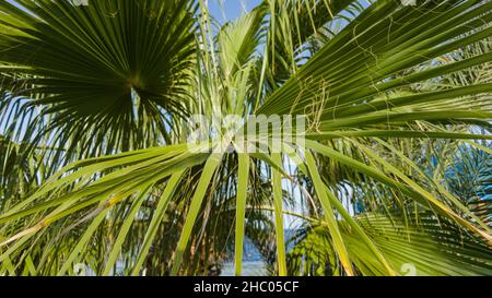 sfondo palma foglie giorno di sole Foto Stock