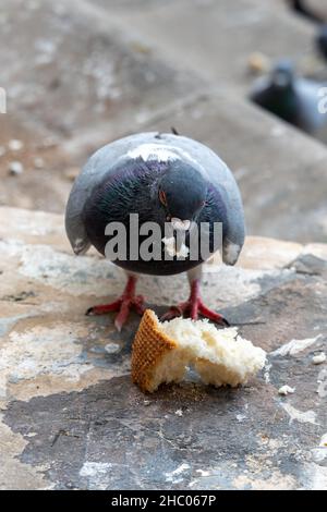 Piccioni urbani che mangiano pane bianco sulla strada da vicino Foto Stock