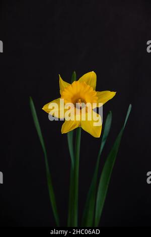 Bellissimo singolo giallo daffodil su sfondo nero. Foto Stock