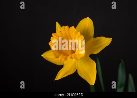 Bellissimo singolo giallo daffodil isolato su sfondo nero. Foto Stock