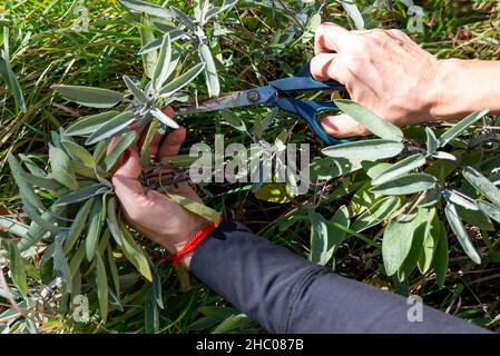 Salvia fresca o Salvia officinalis taglio con forbici Foto Stock
