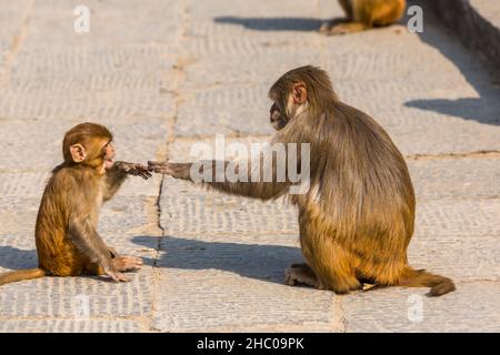 Una madre e un bambino Macaque Rhesus toccano le mani al complesso del tempio di Pashupatinath, Kathmandu, Nepal. Foto Stock