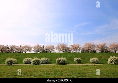 Una fila di ciliegi fioriti sulle rive del fiume Tama dove fioriscono fiori in piena fioritura Foto Stock