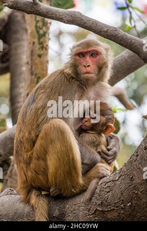 Un bambino Rhesus macaque nurses da sua madre nel tempio di Swayambhunath comples a Kathmandu, Nepal. Foto Stock