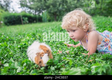 La ragazza gioca con la cavia dell'animale domestico nel cortile della casa sul trifoglio. Erba fresca nella dieta dei roditori. Foto Stock