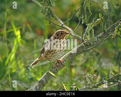 Giovane giovane giovane giovane Song Thrush (Turdus philomelos) arroccato sul ramo nel bosco North Yorkshire, Inghilterra, Regno Unito Foto Stock