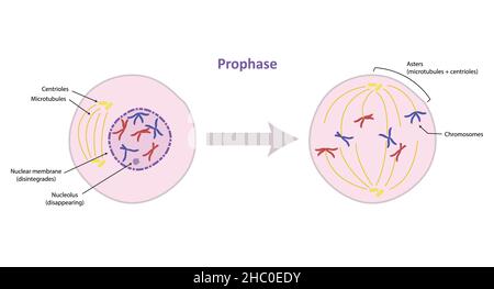 Profase della mitosi, divisione cellulare somatica (non riproduttiva) Foto Stock