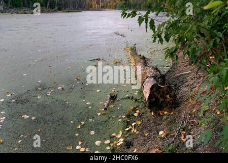 Palude con un vecchio tronco. Fiume con anatre e foglie cadute. Laghetto abbandonato. Concetto di ecologia. Foto Stock
