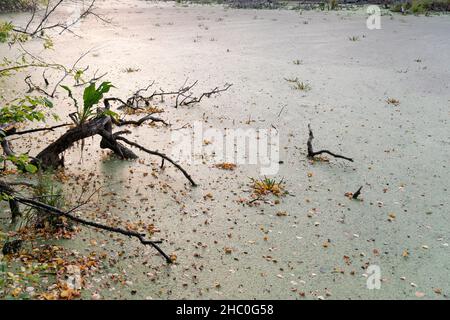 Palude con rami di albero e palude. Duckweed stagno. Bendoned stagno. Concetto di ecologia. Foto Stock