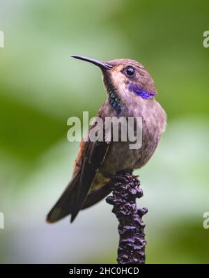 Un colibrì bruno (Colibri delphinae) arroccato su un ramo. Ecuador, Sud America. Foto Stock
