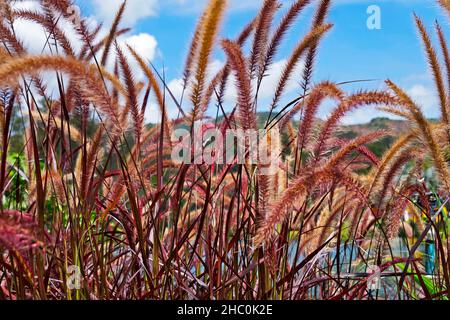 Erba rossa fiori e semi Foto Stock