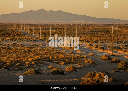Pali e cavi elettrici, alta tensione, si erogano verso l'orizzonte nel paesaggio del deserto di sonora nella valle di Puerto Peñasco. thorn bush e sabbia su una strada sterrata al tramonto, CFE, Golfo di California, Golfo di Santa Clara. © (© Foto: Luis Gutierrez / NortePhoto.com) postes y caves de energia elettrica, alto voltaje, fila hacia el horizonte entre paisaje del desierto de sonora en el valle de Puerto Peñasco. matorral espinozo y arena en un camino de terrazzeria al atardecer, CFE, Golfo de California, Golfo de Santa Clara.© (© Photo: Luis Gutierrez/NortePhoto.com) Foto Stock