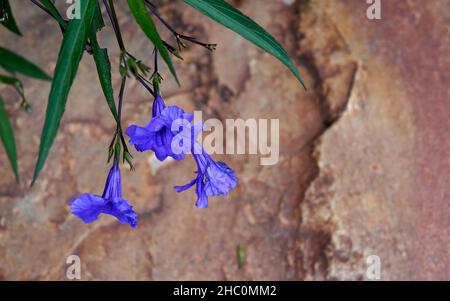 Petunia messicana fiori (Ruellia simplex) e sfondo di pietra Foto Stock