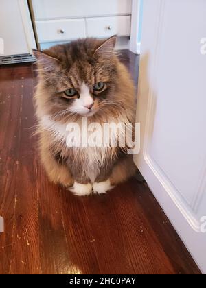 Carino ragamuffin gatto accanto ad un angolo in una casa Foto Stock