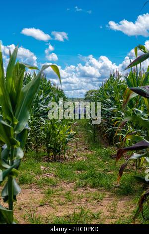 Piantagione di mais con irrigazione all'interno del Brasile Foto Stock