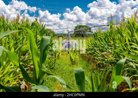 Piantagione di mais con irrigazione all'interno del Brasile Foto Stock