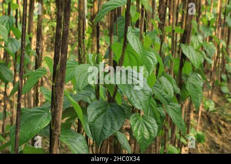 Una vista delle foglie di betel nel giardino.Betel foglia o Pan è un superriduttore tropicale appartenente alla famiglia del pepe delle piante denominate Piper betel. Le persone lo masticano per addolcire il respiro e il colore (cremisi) il labbro e la lingua e anche per avere un certo piacere narcotico. Normalmente la padella viene masticato con pasta di conchiglia-lime (chun) e noce arecea o noce di Betel (supari). Molti mangiano la padella mescolandola con elementi aggiuntivi come coriandolo-seme, cannella, cardamomi e varietà di polveri aromatizzate credito: SOPA Images Limited/Alamy Live News Foto Stock