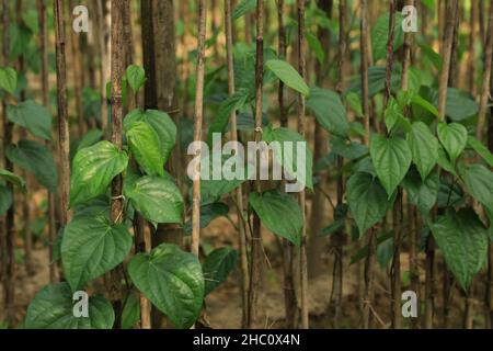 Una vista delle foglie di betel nel giardino.Betel foglia o Pan è un superriduttore tropicale appartenente alla famiglia del pepe delle piante denominate Piper betel. Le persone lo masticano per addolcire il respiro e il colore (cremisi) il labbro e la lingua e anche per avere un certo piacere narcotico. Normalmente la padella viene masticato con pasta di conchiglia-lime (chun) e noce arecea o noce di Betel (supari). Molti mangiano la padella mescolandola con elementi aggiuntivi come coriandolo-seme, cannella, cardamomi e polveri aromatizzate collettore (Foto di MD Manik/SOPA Images/Sipa USA) accreditamento: Sipa USA/Alamy Live News Foto Stock