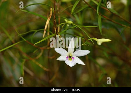 Un orchidea slipper neozelandese, Winika cunninghamii, che cresce nel bush nativo Foto Stock