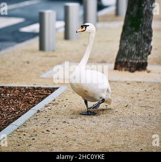 Cigno bianco sul marciapiede Foto Stock