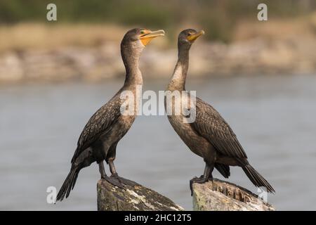 Coppia di cormorani a doppio crestato Foto Stock